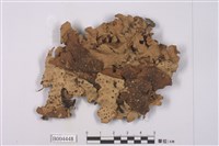 藏品(牛皮葉屬)的圖片